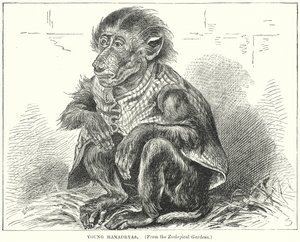 Junger Hamadryas von English School