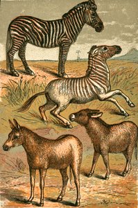 Zebra, Wildesel, Quagga und Hausesel von English School