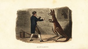 Zoowärter boxt mit einem männlichen Känguru im Exeter Exchange Zoo, London von English School