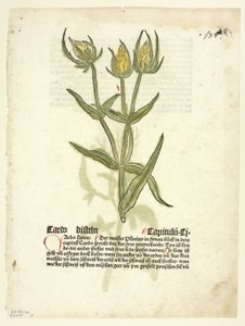 Distel (recto) und Distelknospen (verso) aus Gart Der Gesundheit (auch genannt Hortus sanitatis oder Garten der Gesundheit), Platte 32 aus Holzschnitten aus Büchern des 15. Jahrhunderts von Erhard Reuwich
