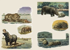 Einblicke in die Natur: Das Nilpferd