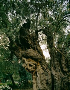 Alte Olivenbäume im Garten von Gethsemane, Kidron-Tal, Jerusalem, Israel (Foto) von Erich Lessing