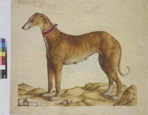Vollseite: Miniatur: Hund, um 1562-1580 von Erich Lessing