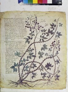 Rubus tomentosus von Erich Lessing