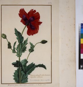 Ganzseitig: Pflanzenstudie, um 1650-75 von Erich Lessing