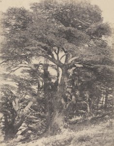 Gruppe von Zedernbäumen, Berg Libanon von Ernest Benecke
