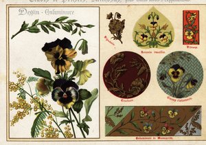 Bilder von Stiefmütterchen und Mimose aus Manuskripten und deren Anwendung