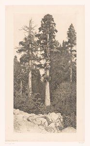 Sequoia-Baum