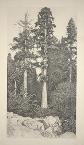 Baby-Sequoia