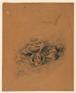 Vögel von Ernest Thompson Seton