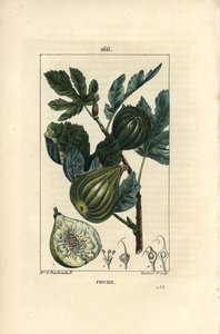 Botanische Tafel: Feigenbaumzweig mit Feigen von Ernestine Panckoucke
