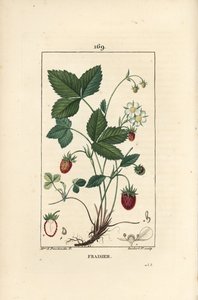 Erdbeere