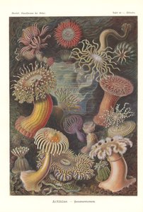 Actiniae - Seeanemone, Pl.49, aus 