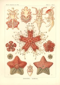 Asteridea - Seestern, Pl.40 aus 