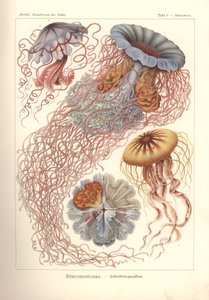 Discomedusae - Scheibenquallen, Pl. 8 aus 