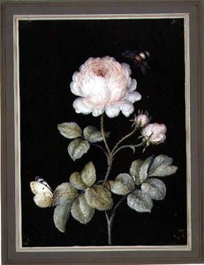 Rose mit Hummel und Schmetterling