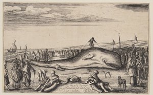 Gestrandeter Pottwal bei Noordwijk von Esaias van den Velde I
