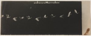 Chronofotografie eines fliegenden Reihers von Etienne Jules Marey