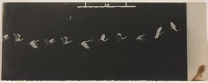 Chronofotografie eines fliegenden Reihers von Etienne Jules Marey