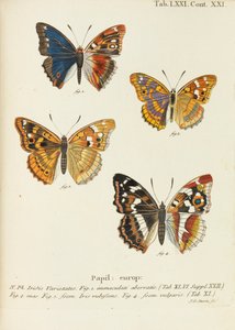 Die Schmetterlinge, 1777-1794 von Eugen Johann Christoph Esper