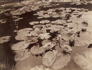 Seerosen (Bagatelle) von Eugène Atget