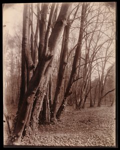 Der Park von Saint-Cloud von Eugène Atget
