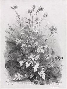 Gruppen verschiedener Pflanzen nach der Natur gezeichnet: Nr. 7 von Eugene Bléry