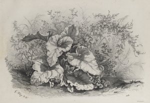 Pflanzenstudie aus Gruppe verschiedener Pflanzen, nach der Natur gezeichnet und lithografiert von Eugene Bléry