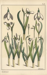 Botanische Illustration eines Schneeglöckchens, Galanthus nivalis von Eugene Grasset