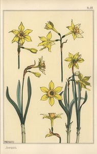 Botanische Illustration der Jonquille, Narcissus jonquilla, zeigt Teile der Blume
