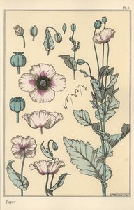 Botanische Illustration des Mohns, mit Blütenteilen, Opiumkapsel