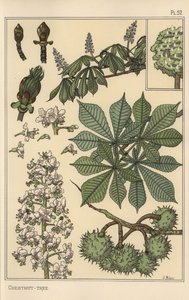 Kastanienbaum botanische Studie von Eugene Grasset