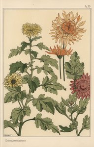 Chrysantheme botanische Studie von Eugene Grasset
