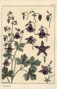 Akelei, Aquilegia vulgaris, Blütenteile