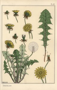 Löwenzahn botanische Studie
