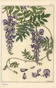 Glyzinie botanische Studie von Eugene Grasset