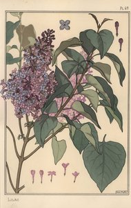 Flieder botanische Studie von Eugene Grasset