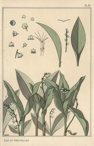 Maiglöckchen, botanische Studie von Eugene Grasset