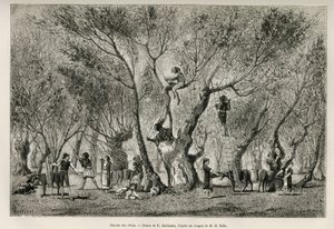 Die Olivenernte in der Region Amphissa, Zeichnung von E. Guillaume, um die Geschichte von Henri Belle: Reise nach Griechenland zu illustrieren.