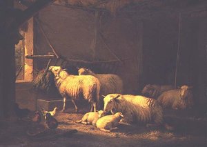Schafe und Geflügel in einer Scheune