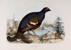 Darstellung des kleinen Moorhuhns oder Birkenhuhns