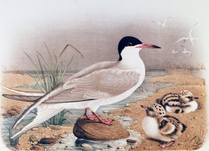 Flussseeschwalbe (Sterna hirundo), Gravur von Oscar Dressler, aus Naturgeschichte der Vögel, die in der Lombardei nisten, von Eugenio Bettoni (1845-1898), Italien