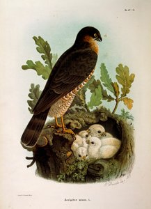 Illustration aus Eugenio Bettonis "Naturgeschichte der Vögel, die in der Lombardei nisten" darstellend Sperber (Accipiter nisus)