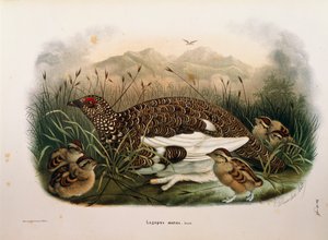 Illustration aus Eugenio Bettonis "Naturgeschichte der Vögel, die in der Lombardei nisten" darstellend Alpenschneehuhn (Lagopus muta)