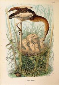 Illustration aus Eugenio Bettonis "Naturgeschichte der Vögel, die in der Lombardei nisten" darstellend Zwergdommel Ixobrychus minutus, von Oscar Dressler von Eugenio Bettoni, Oscar Dressler