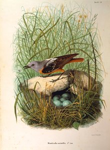 Illustration aus Eugenio Bettonis "Naturgeschichte der Vögel, die in der Lombardei nisten" darstellend Steinrötel Monticola saxatilis Weibchen am Nest, von Oscar Dressler von Eugenio Bettoni, Oscar Dressler