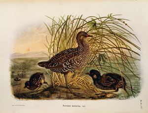 Illustration aus Eugenio Bettonis "Natural History of Birds that Nest in Lombardy" (Spotted Crake) von Eugenio Bettoni, Oscar Dressler