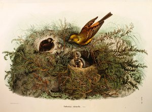 Illustration aus Eugenio Bettonis "Natural History of Birds that Nest in Lombardy" (Yellowhammer)