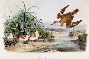 Darstellung des Bekassinen-Schnepfenläufers (Actitis hypoleuca) (Chromolithographie) von Eugenio and Dressler Oscar  Bettoni