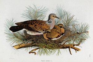 Darstellung der Taube (Turteltaube)